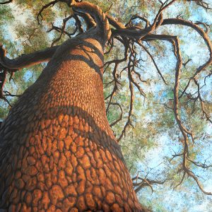 The Big Tree | Bragg